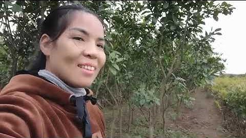 Cây Bưởi Da Xanh Choai F1 - Trồng ĐH Nông Nghiệp 1|Hương Miên - Cung Cấp Giống Cây Trên Toàn Quốc