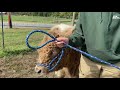 DIY: Haltering Livestock & Securing with a Quick-Release Knot