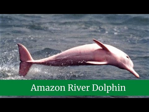 Amazon River Dolphin || Amazon Pink River Dolphin Facts || Amazon River Dolphin Habitat