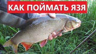 🐟 КАК ПОЙМАТЬ ЯЗЯ? ВСЕ СЕКРЕТЫ ЛОВЛИ.