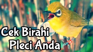 SEMUA Pleci LANGSUNG Nyaut & BAKAL EMOSI BIRAHI Jika Mendengar Pancingan Pleci ini (18/06/20)