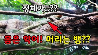 [오브리더]보는 곳마다 희귀종 처음보는 퀄리티의 생물 천국 (팬티주의)