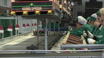 Ligne pour le travail et le calibrage des Concombres - UNITEC