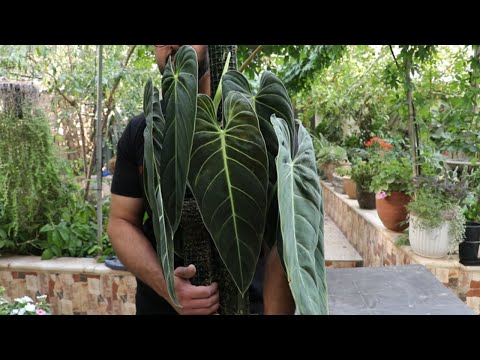   نبات داخلي مميز