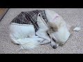 【注射をして歩けなくなった犬にこの翌日獣医の放った驚くべき一言 「この犬は大げさなんだよ」】