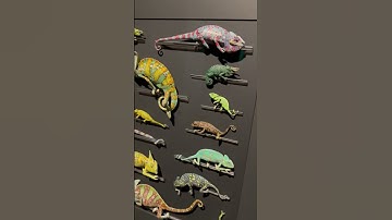 This entire art exhibit is made of REAL creatures! #natureexploration #artexhibit  #sciencemuseum