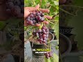 El fertilizante asiático que hace crecer tus huertos frutales #fertilizante #plantas
