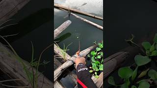 #Fishing #mancing #foryou #RiverFishing #Microfishing #OutdoorLife #catchandrelease #bangfaizwoi