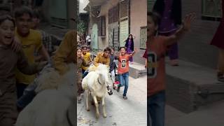 End pr sain necha gir gya😂😍 #ytshorts #funny #shorts #shero #viral #pets #bakraeid #qurbani #love