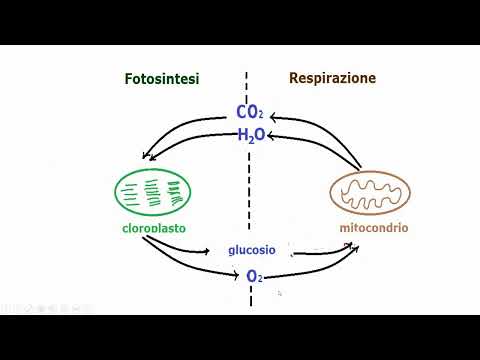 Video: Quali prodotti della respirazione cellulare sono necessari perché avvenga la fotosintesi?