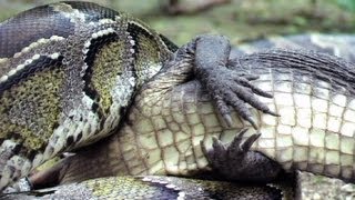 Python eats Alligator 03  Time Lapse  Reverse