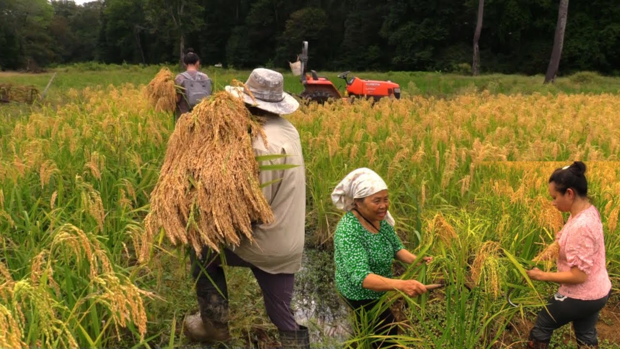 hmong Live In state Of GEORGIA Harvest rice Field/hmoob mes kas hlais ...