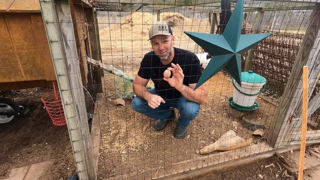 Как отучить кур клевать и есть яйца и НЕ ТОЛЬКО!