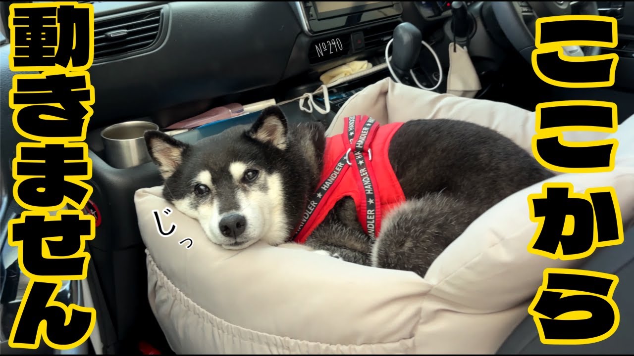 シバ犬 A Shiba Inu that refuses to get out of the car (No. 290