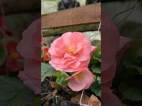 Video: Alimentación de las begonias tuberosas: aprenda sobre la fertilización de las flores de las begonias tuberosas