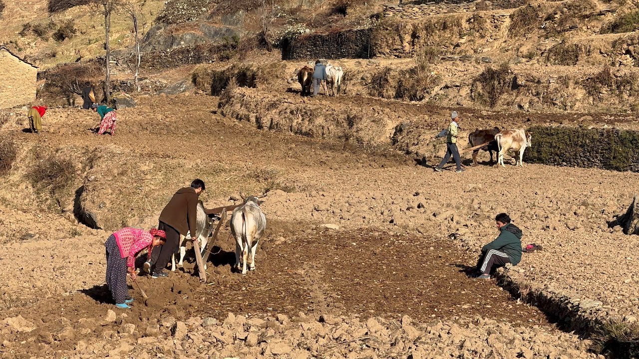 Gaon ke sab gye ak sath hal |Pahadi haliya| dekhiye kheton ki halat |