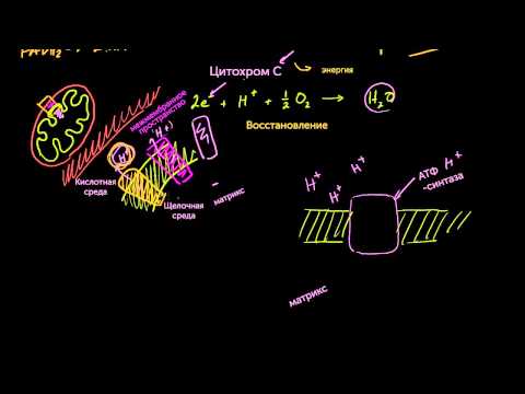 Видео: Где происходит цепь переноса электронов в клеточном дыхании?