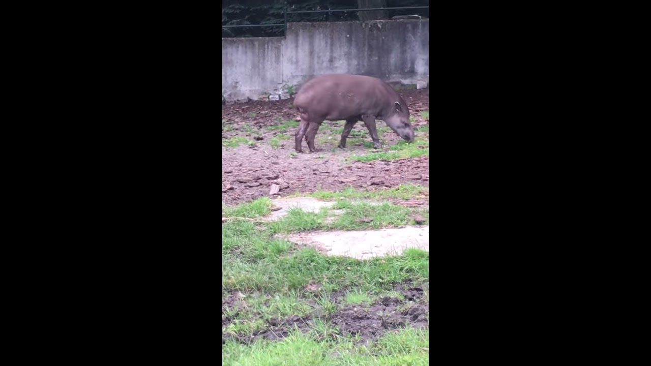 Tapiro 5 Legs