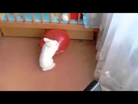 ბაჭია შოკში ჩავარდა  )))))))))