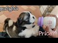 Getting a Shih Tzu puppy | 36 Days Shih Tzu puppy | Leo leelaigal in Tamil