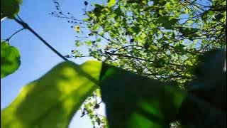 Video mentahan pemandangan alam tanpa suara no copyright ‼️ #3