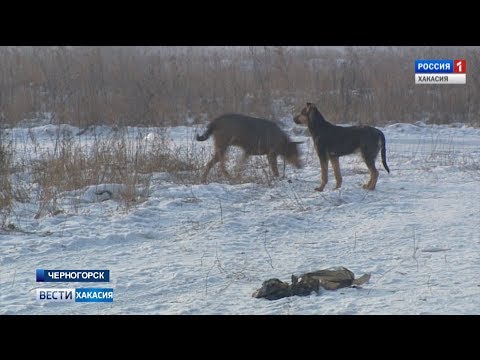 По факту нападений собак в Черногорске возбуждено уголовное дело.17.01.2019