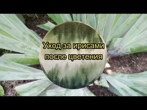 ИРИСЫ ПОСЛЕ ЦВЕТЕНИЯ. ОСНОВНОЙ УХОД-ЗАЛОГ ПЫШНОГО ЦВЕТЕНИЯ ИРИСОВ.
