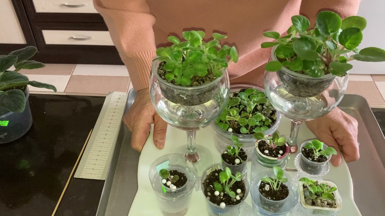 344 .Menekşe Yetiştirmek Çok Kolay?