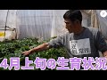 【いちご栽培】4月上旬の生育状況