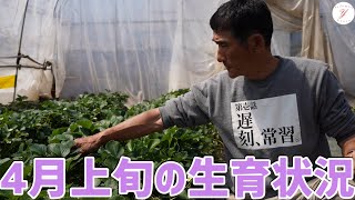 Strawberry Cultivation] Growth Status in Early April - YouTube