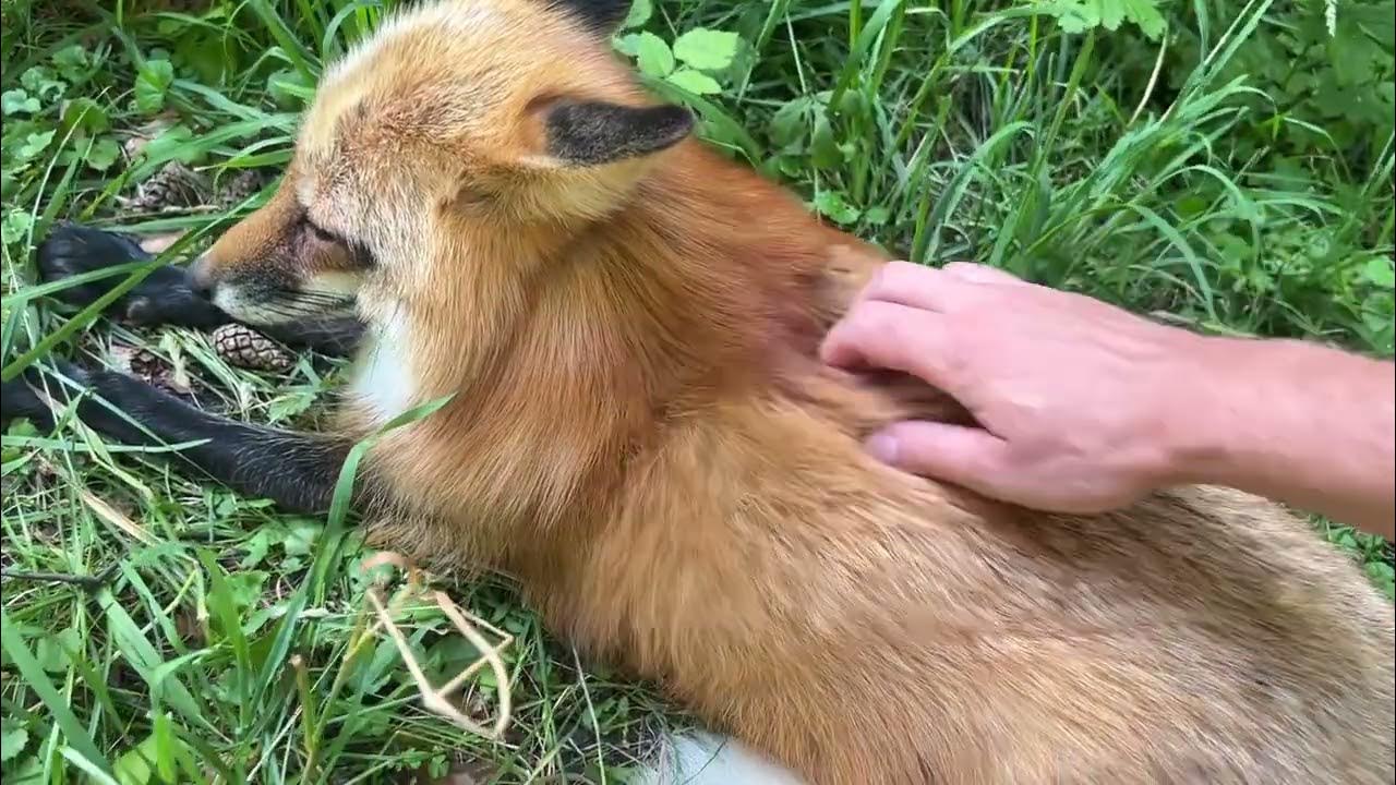 Алиса - лиса. В траве сидел не кузнечик и рыженьким он был - YouTube