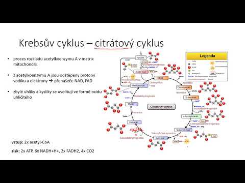 Video: Rozdíl Mezi Krebsovým Cyklem A Glykolýzou