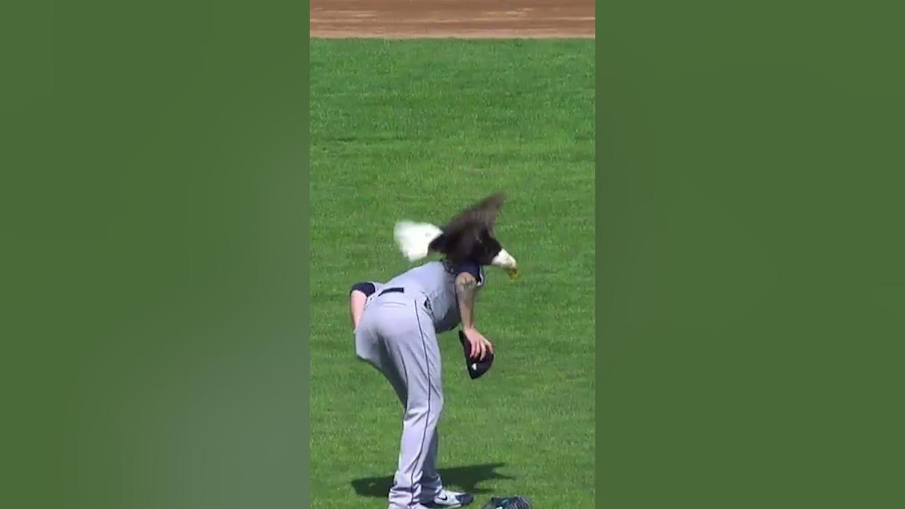 FLY LIKE AN EAGLE! James Paxton has bald eagle LAND ON HIM! π€£π€£ FLY LIKE AN EAGLE! James Paxton has bald eagle LAND ON HIM! π€£π€£