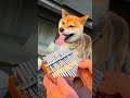 犬がビート刻んできたのでカリンバで挑みました。