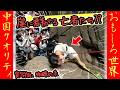 ㊗️10万再生!‼【オモシロ中国34】登れ…登り切れ…!崖に群がる現代の亡者たち? #オモシロ #中国の日常 #爆笑 #コント