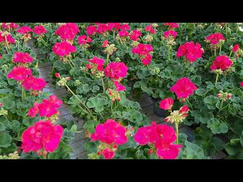 Video: Pelargonium Ntxhiab Thiab Loj-paj