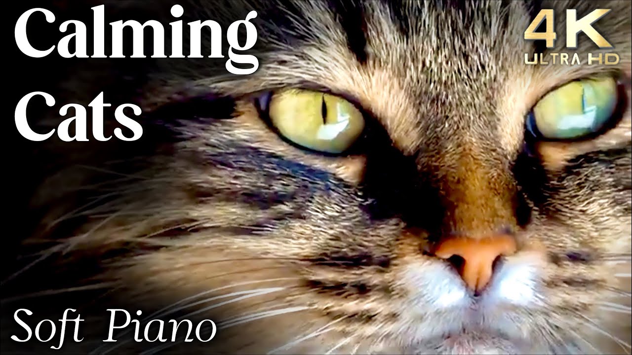  Update  Cats 4K - Calming Cat Video TV Background, Relaxing Piano Music Calming Music for Cats Reduce Stress