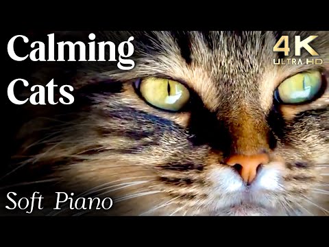 Cats 4K - Calming Cat Video TV Background with Calming Music to Reduce Stress