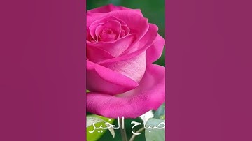 أذكار الصباح#صباح_الخير #اذكار_الصباح #دعاء_الصباح #اكسبلور #اسلاميات #مشاري_العفاسي