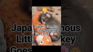 Japan’s Famous Little Monkey Goes Viral 🌸🐵#shortsfeed #shorts #shortsviedo#story#viral