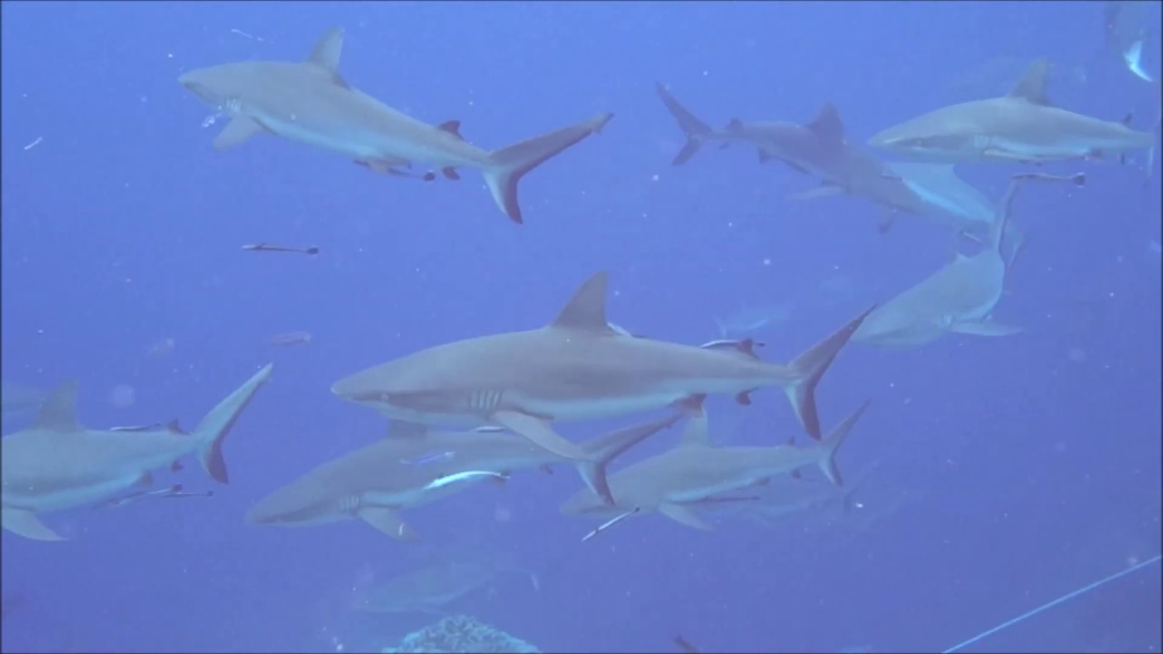 Shark Feeding at the Coral Sea