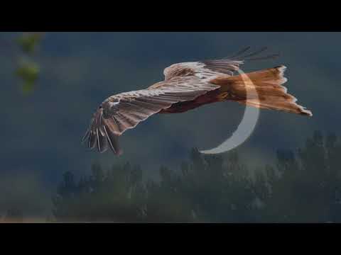 Eyes On You - Red Kites and Kestrel