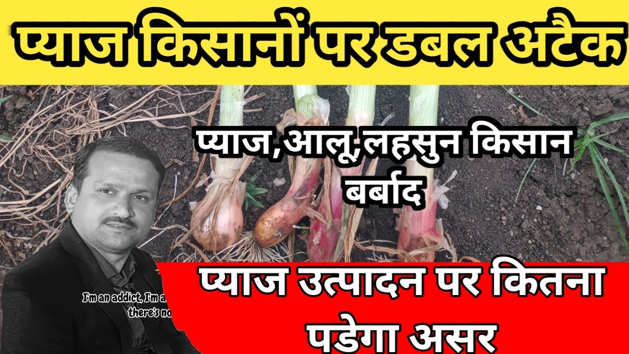 प्याज किसानों पर डबल अटैक | प्याज-आलू-लहसुन किसान तबाह | उत्पादन पर कितना पड़ेगा असर?