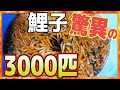 【鯉子】【生餌】YouTubeで最も多い鯉子数？！3000匹をメイン水槽にぶち込む！！３０００匹ともなると鯉子の数が圧巻！！