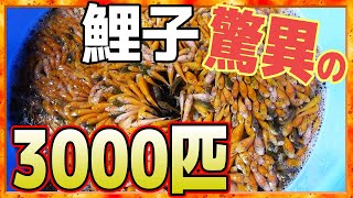 【鯉子】【生餌】YouTubeで最も多い鯉子数？！3000匹をメイン水槽にぶち込む！！３０００匹ともなると鯉子の数が圧巻！！