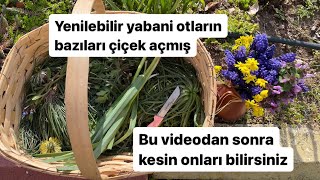 Yenilebilir otlar çiçek açmış ,nasıl tanıyabilirsiniz