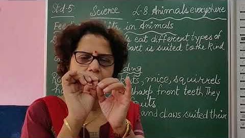 V Science Chapter 8 Animals Everywhere Part 6