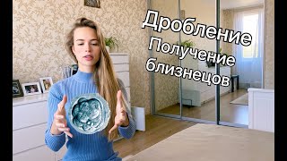 картинка: Эмбриогенез  Дробление/ Получение близнецов