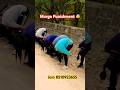😰Murga Punishment ✅#viralvideo #army #delhipolice #running #sports #1600mtrruning #cricket