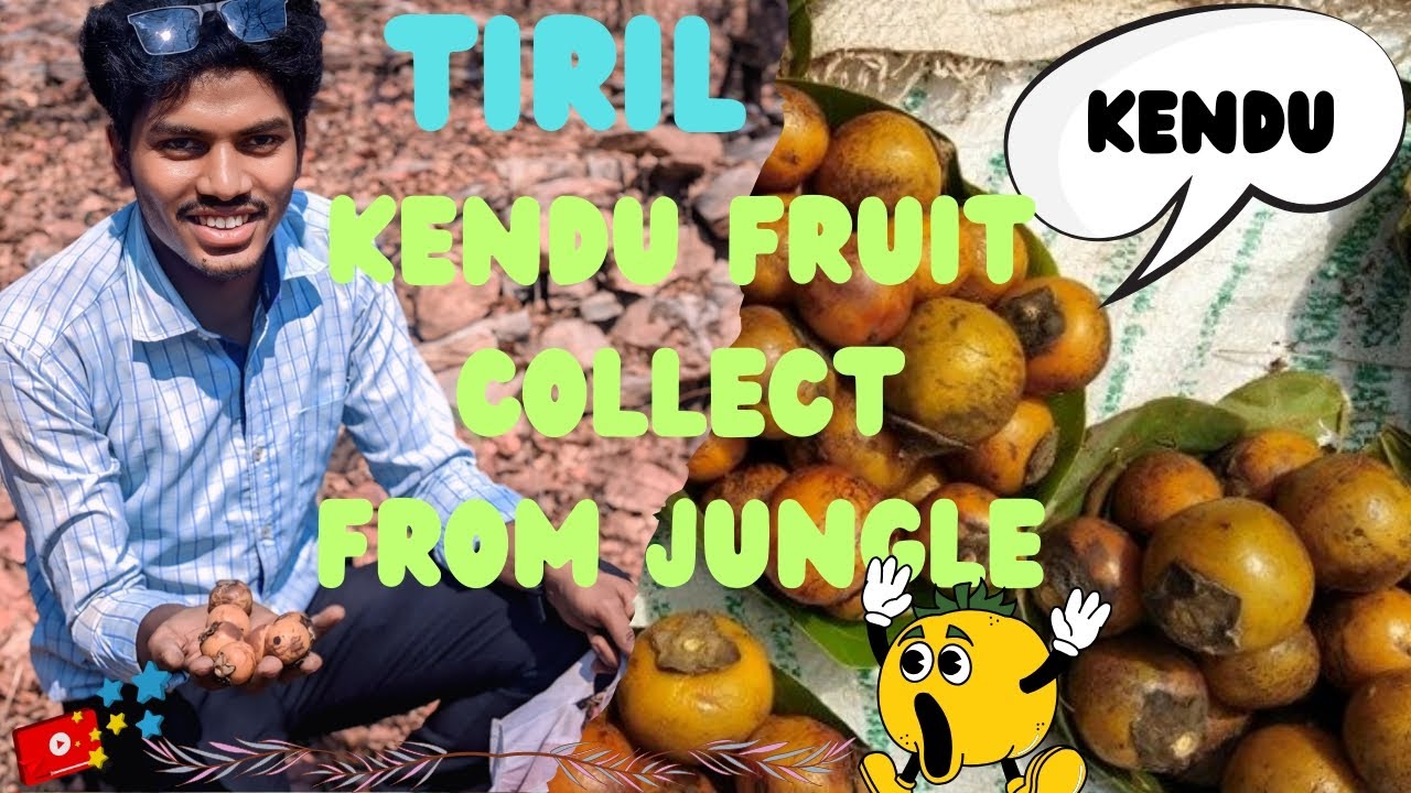 Kendu fruit collect from Jungle 